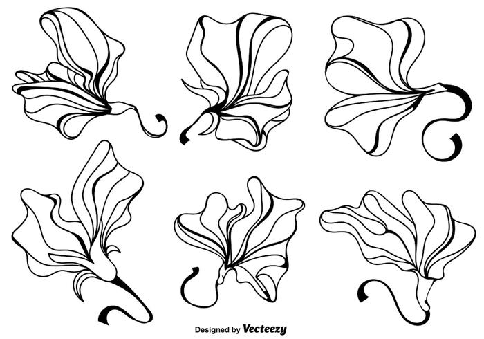 700x490 Vector Sweet Pea Flowers. Vector