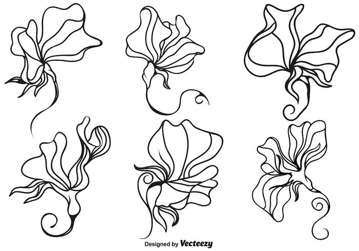 700x490 Vector Sweet Peas Flower Illustration