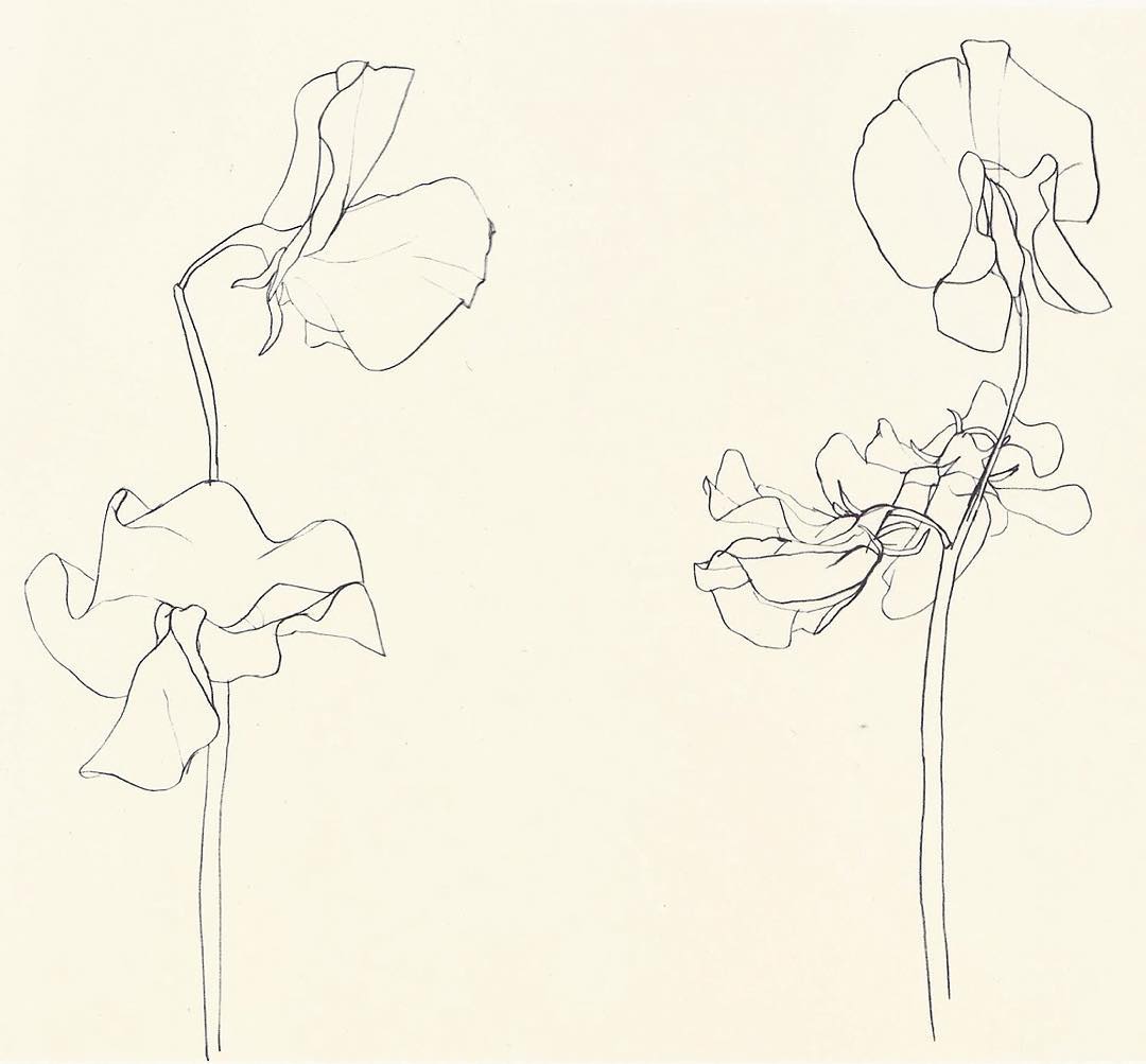 1080x1003 Ellsworth Kelly, Sweet Pea, 1960 Pencil On Paper. Can Be Seen