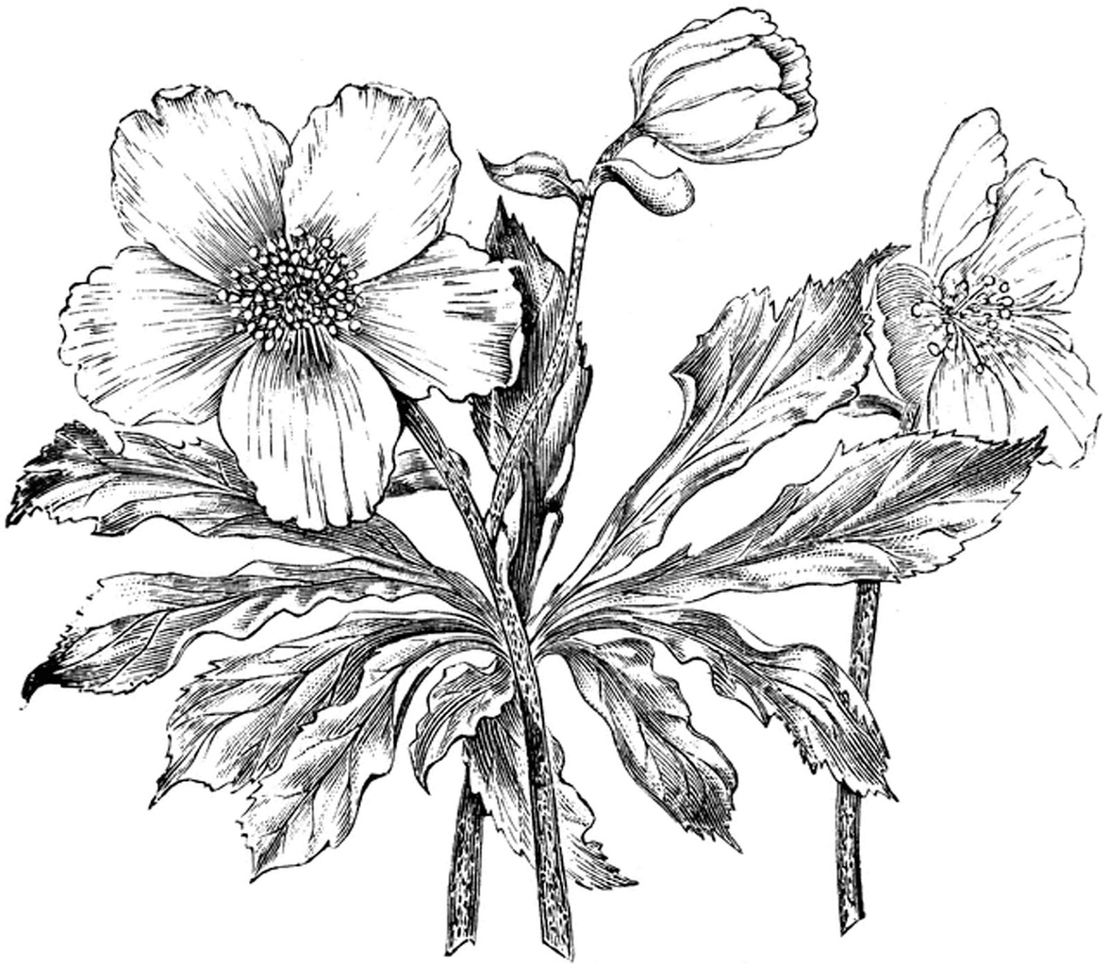 1600x1393 Free Vintage Digital Stamp Sweet Pea Flower Chainimage