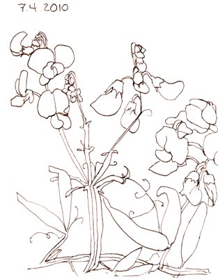 313x401 Orange Explains It All Sketching The Garden