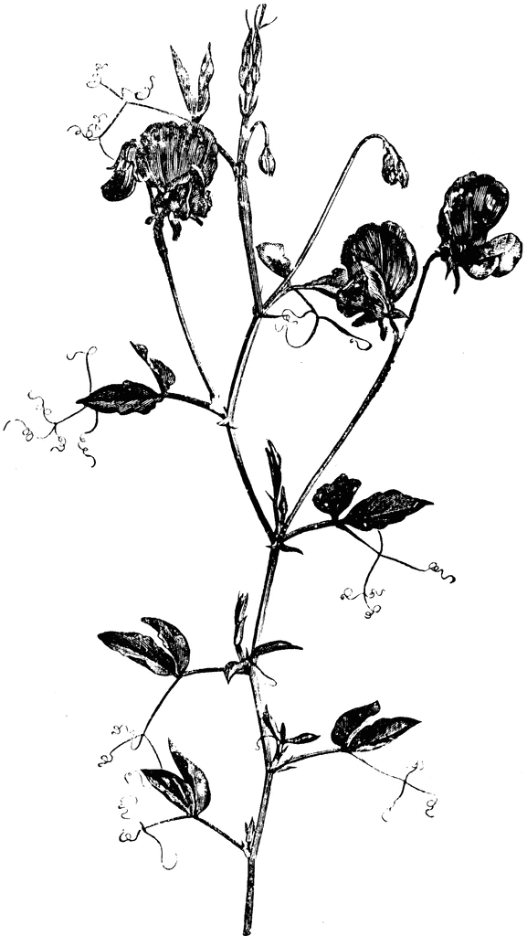 577x1024 Portion Of Flowering Stem Of Lathyrus Odoratus Clipart Etc