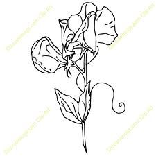225x225 21 Best Tattoo Images On Sweet Pea Flowers, Sugar Snap