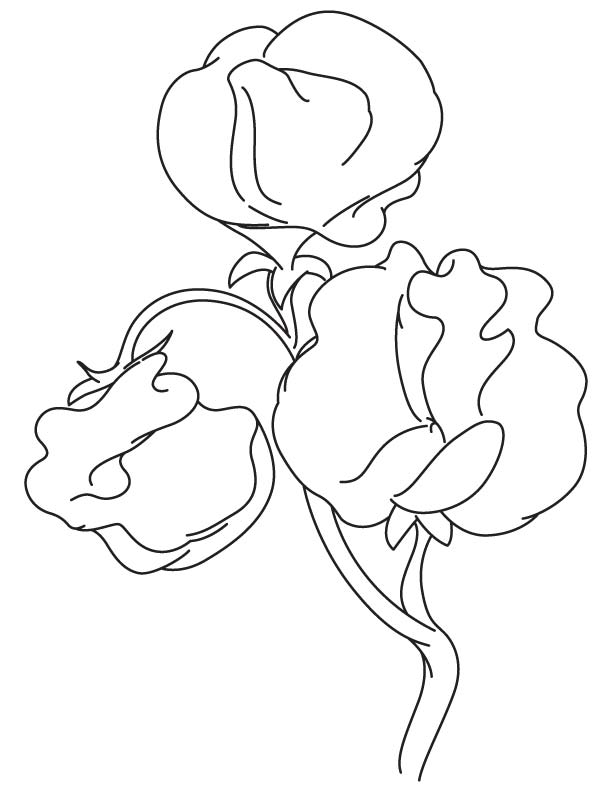 612x792 Sweet Pea Flower Coloring Page Realistic Flower Coloring Pages