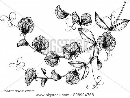 450x340 Sweet Pea Flower Images, Illustrations, Vectors