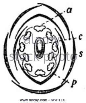 300x359 Sweet Pea Flower Drawing Illustration. Black And White With Line