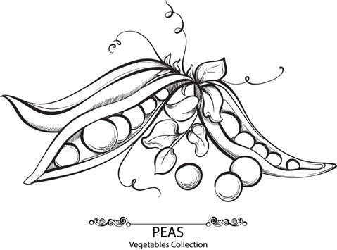 479x355 Sweet Pea Vector Free Vector Download (1,150 Free Vector)