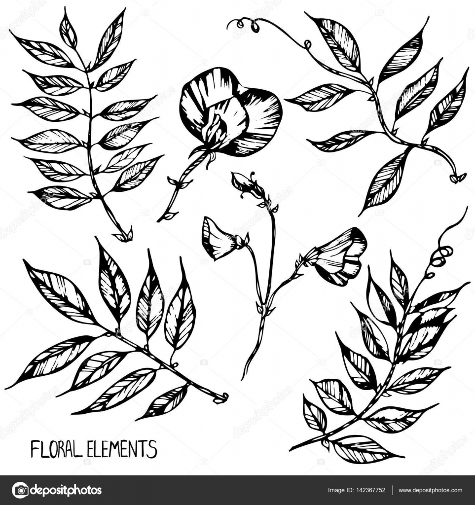 963x1024 Sweet Pea, Ink, Pen Capillary, Handmade,coloring Books