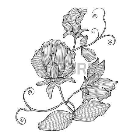 450x450 Elegant Decorative Sweet Pea Flowers, Design Element. Floral