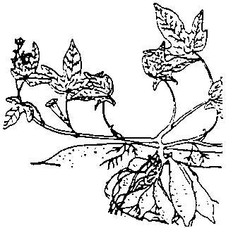 320x324 Leaflet No. 13