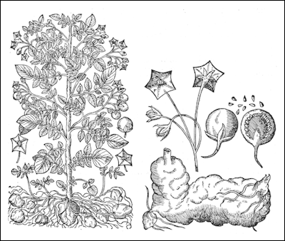 400x338 Potatoes, Sweet Potatoes And Yams Facts And Details