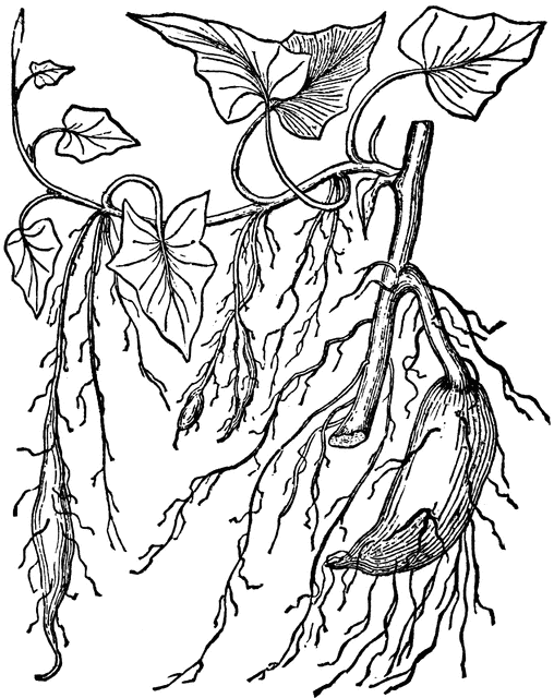 508x640 Sweet Potato Clipart Etc
