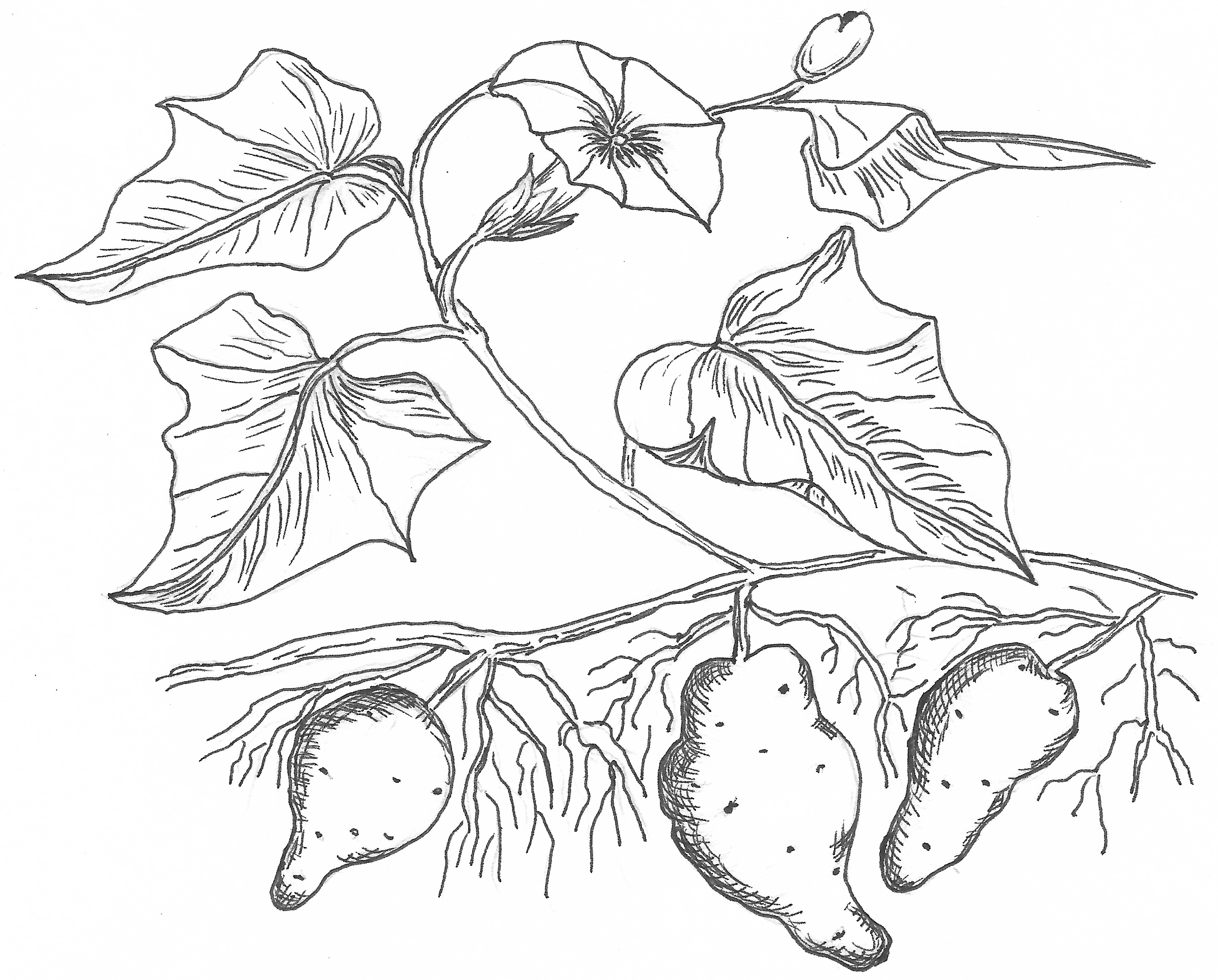 3498x2814 Sweet Potato Plant By Korneliasan