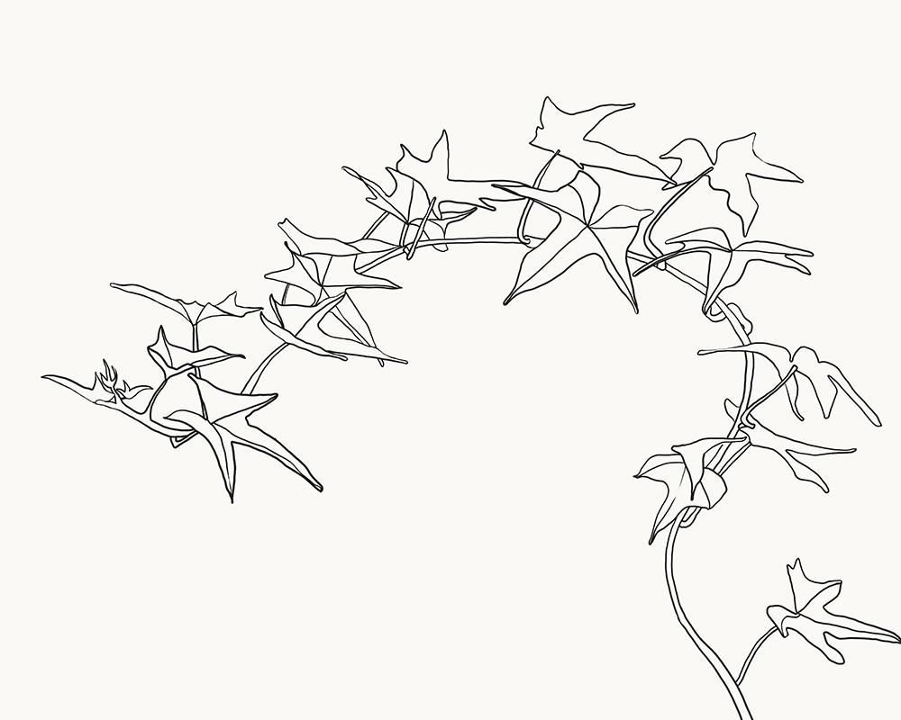 1000x800 Sweet Potato Vine. Drawing Daily Sweet Potato Vines