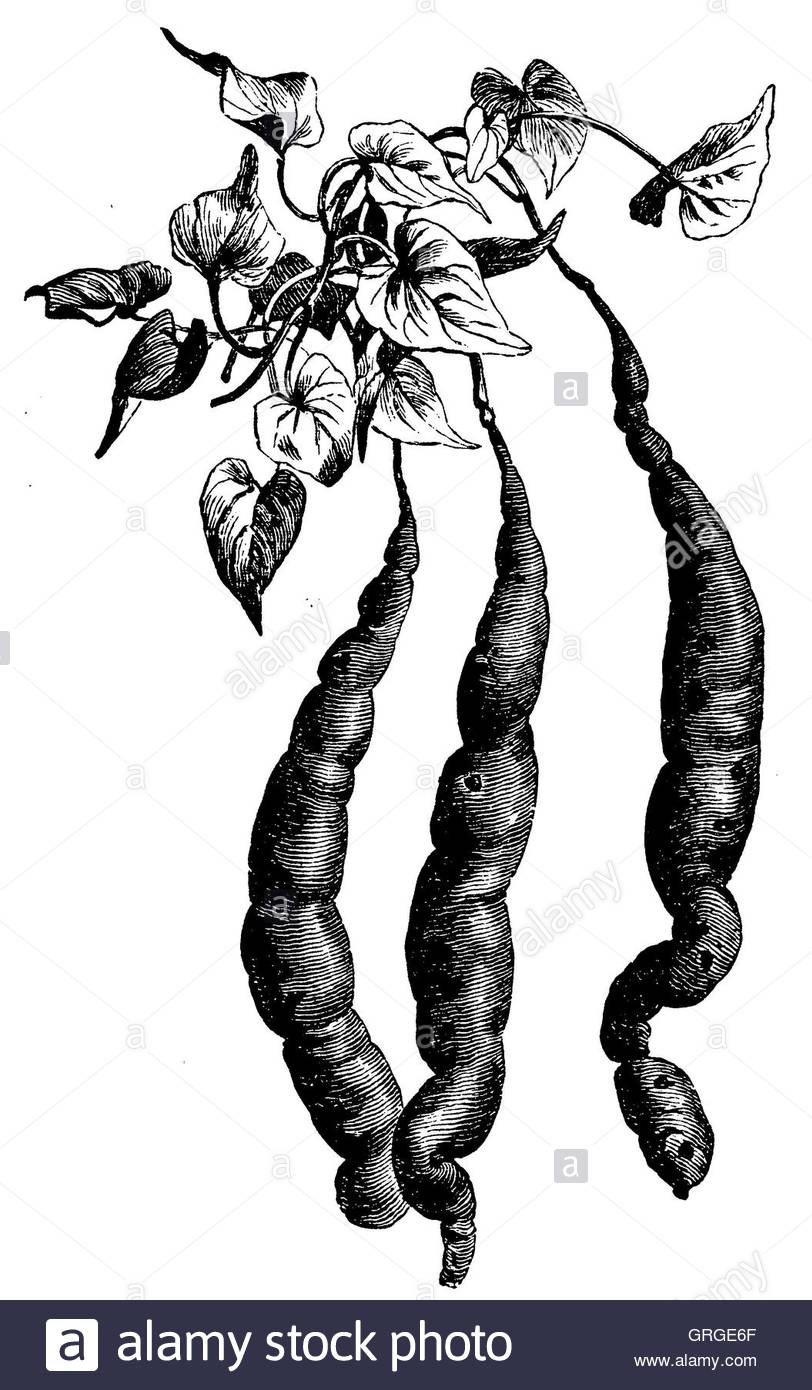 812x1390 Sweet Potato Stock Photo, Royalty Free Image 117761687