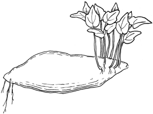 311x232 Adventitious Roots And Shoots