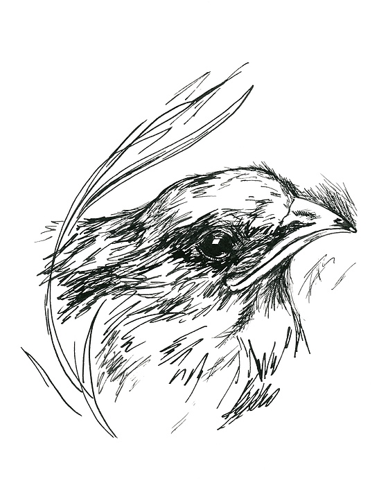 560x700 Baby Swift In The Grass Drawing By Mm Anderson