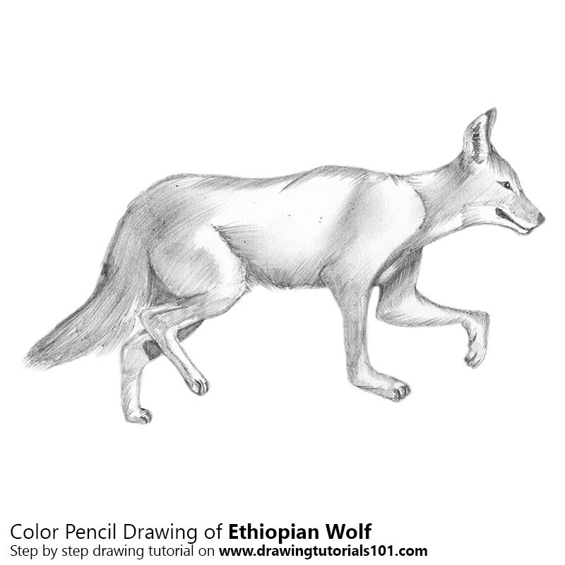 800x800 Ethiopian Wolf Colored Pencils