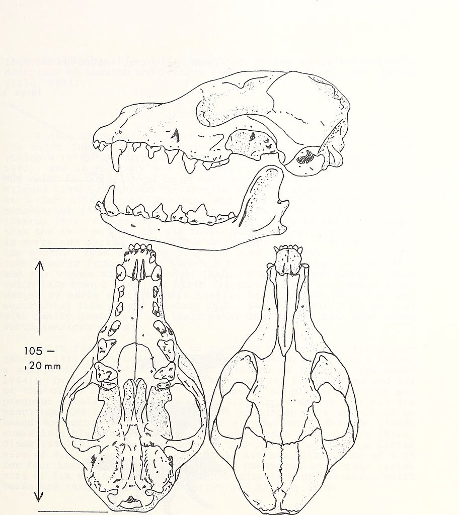 912x1024 Filean Ecological And Taxonomic Review Of The Swift Fox (Vulpes