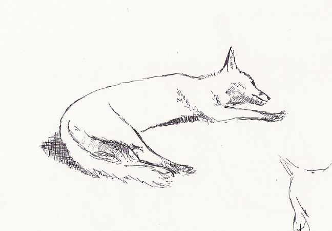648x450 Fox In Overcoat, Pen And Ink By Victoria Isherwood Victoria