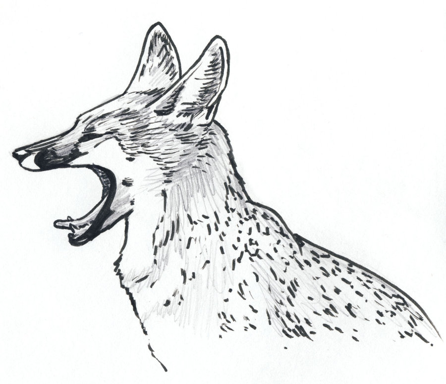 Swift Fox Drawing at GetDrawings | Free download
