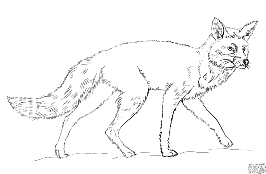 877x575 How To Draw A Red Fox Step By Step Drawing Tutorials Warmups