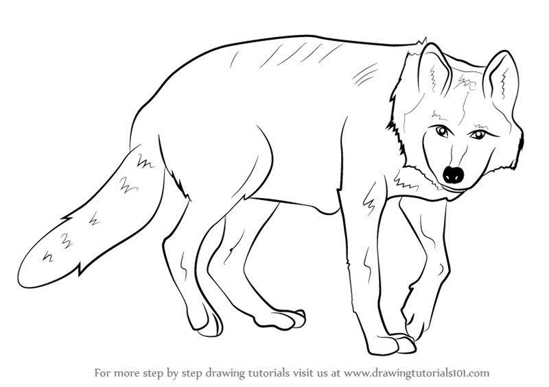 800x565 Learn How To Draw A Mexican Wolf (Wild Animals) Step By Step