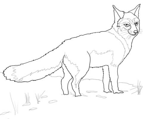480x400 Swift Fox Coloring Page Free Printable Coloring Pages