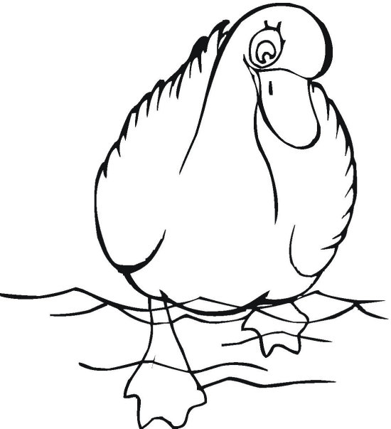 550x603 Drawn Duck Duck Swimming