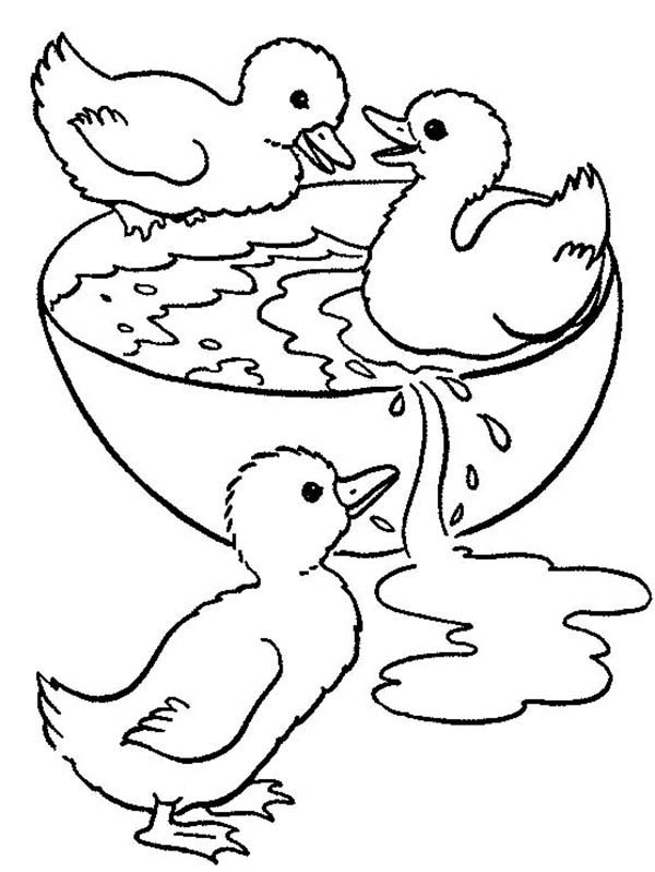 600x798 Duckling Swimming In Bowl Coloring Page