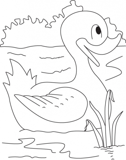420x530 Drawn Duck Duck Swimming