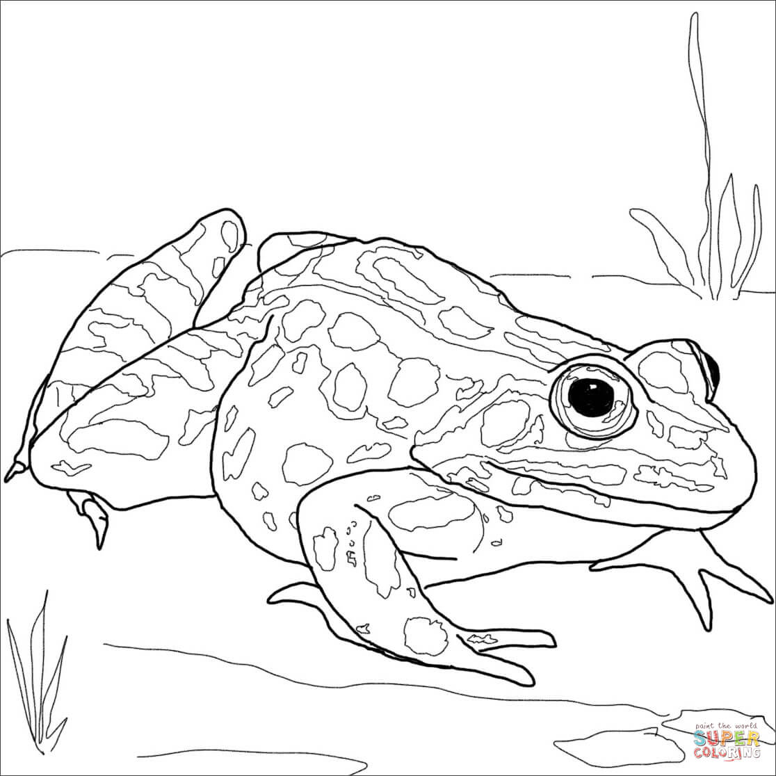 1116x1116 Frog Swimming Drawing