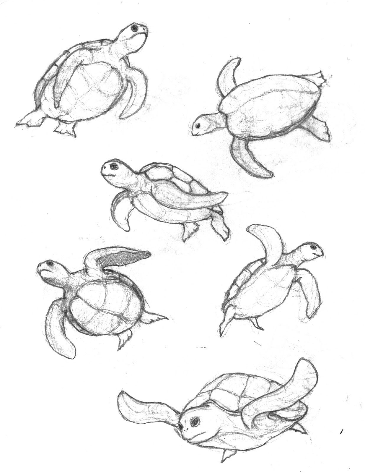 1236x1600 How To Draw A Sea Turtle Life Drawing
