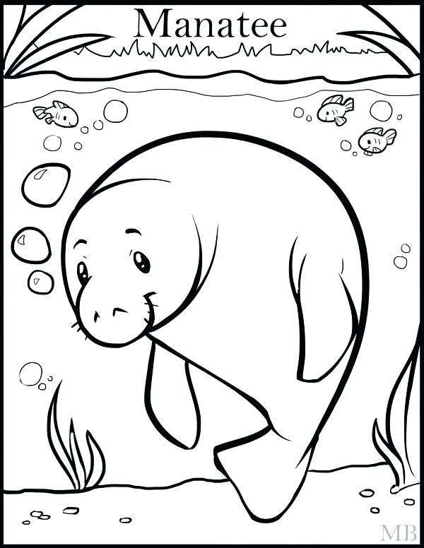 600x776 Manatee Coloring Pages Manatee Coloring Pagend Drawing