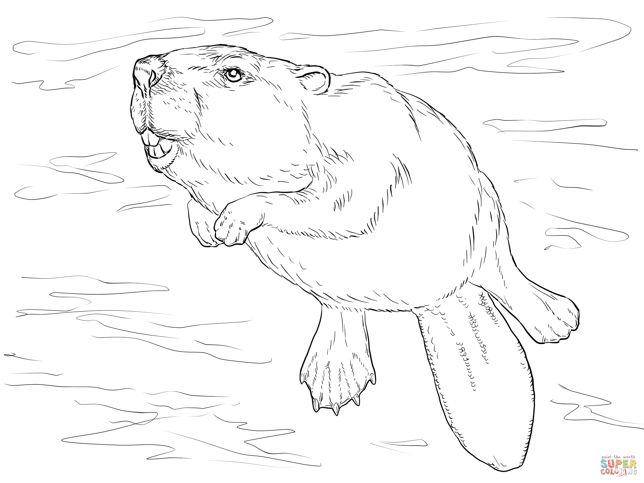2048x1536 Swimming Beaver Coloring Page Education