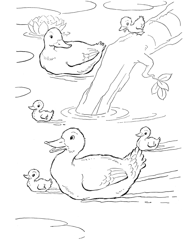 670x820 Drawn Duckling Duck Swimming