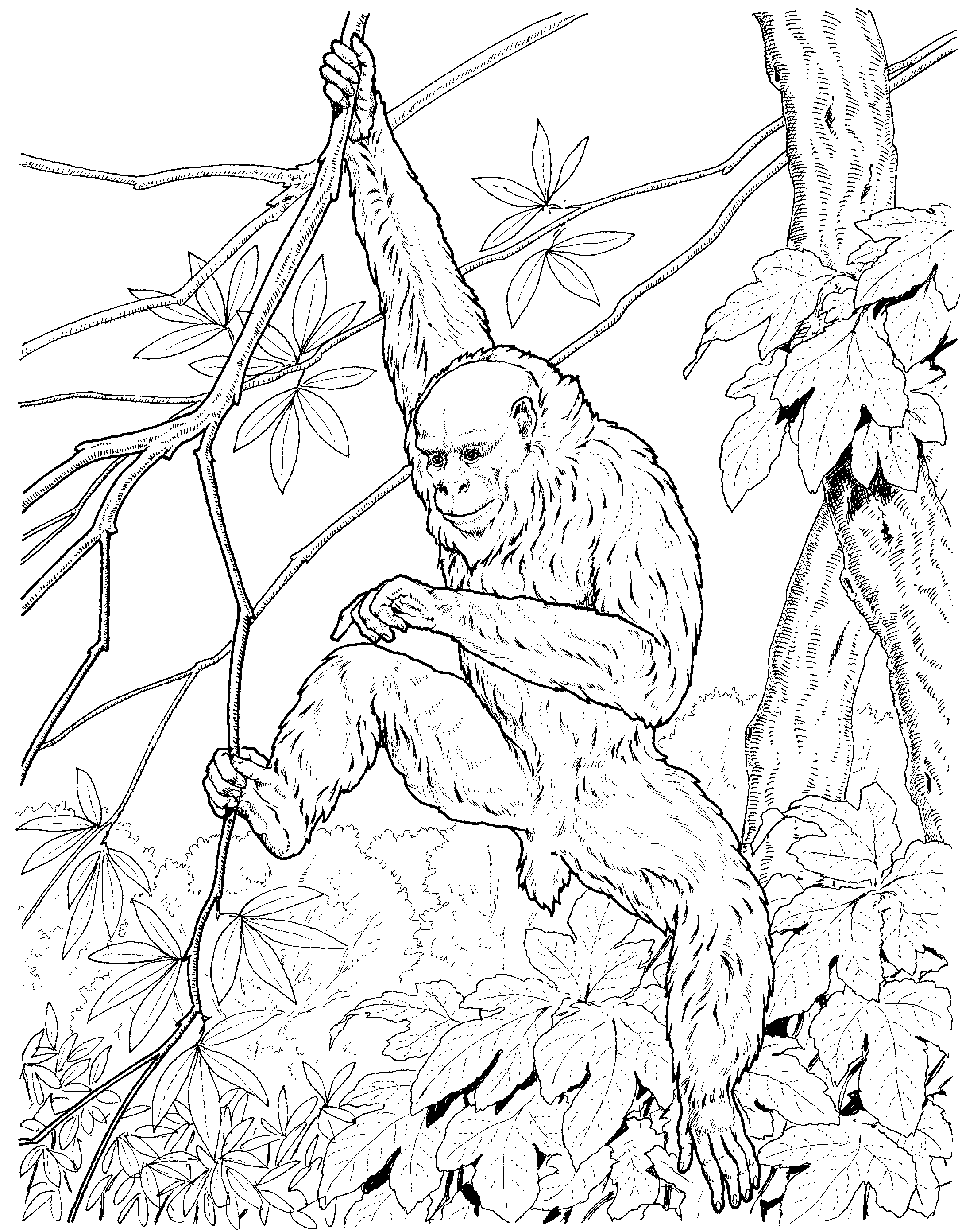 2173x2781 Free Monkey Coloring Pages