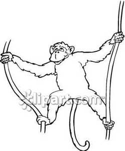 249x300 Monkey Playing In Vines