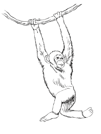 400x528 Sketchbook Challenge 45 How To Draw A Monkey Drawing