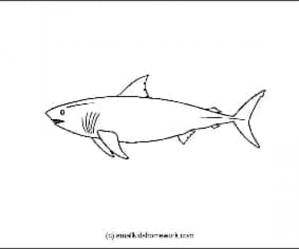 960x800 Swordfish Outline And Coloring Picture With Interesting Facts