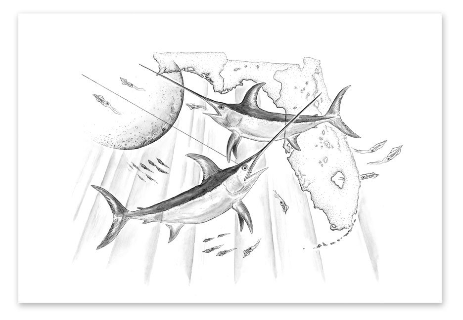 936x648 Thedriftgallery Swordfish And Florida