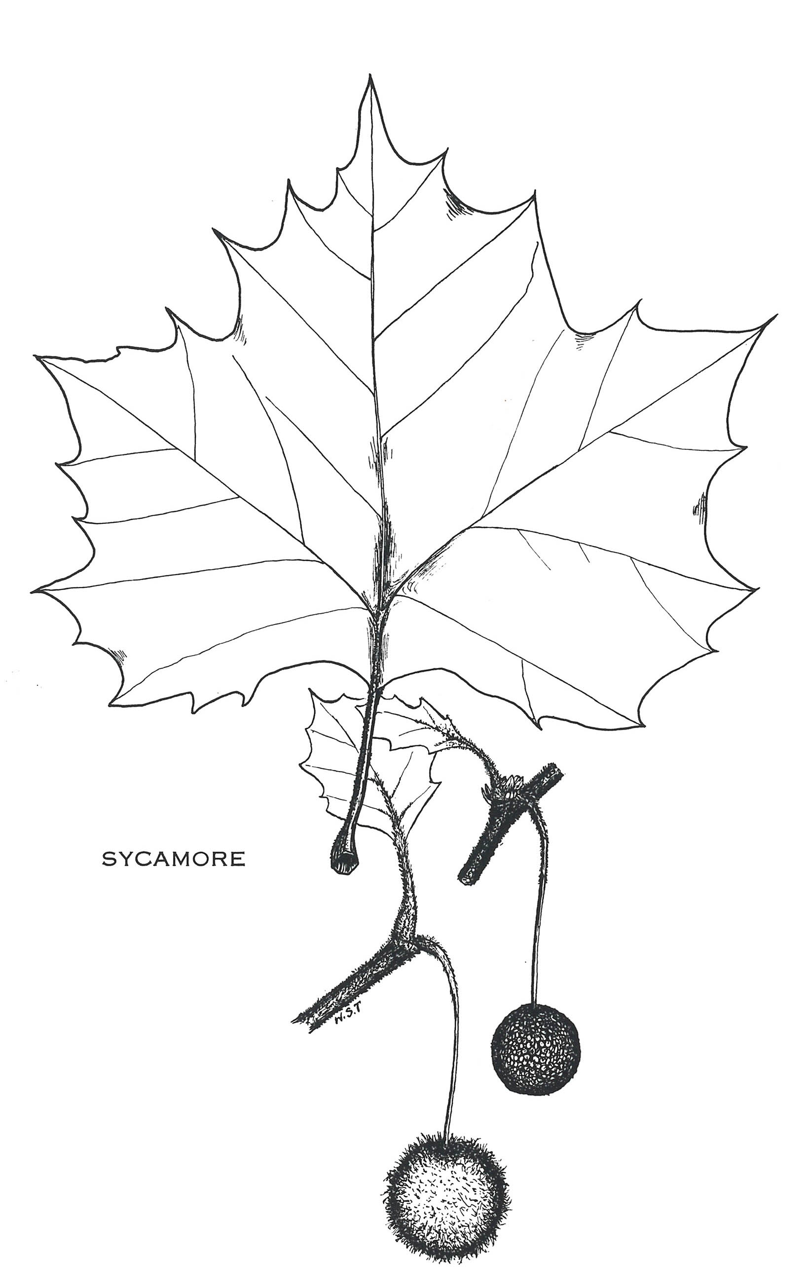 1638x2609 Delaware Forest Service Tree Health Update Sycamore Anthracnose