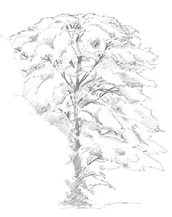 Sycamore Tree Drawing at GetDrawings | Free download