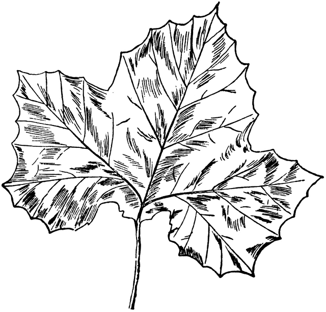 640x614 Sycamore Leaf Clipart Etc