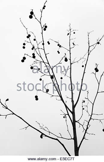 347x540 Sycamore Tree Black And White Stock Photos Amp Images