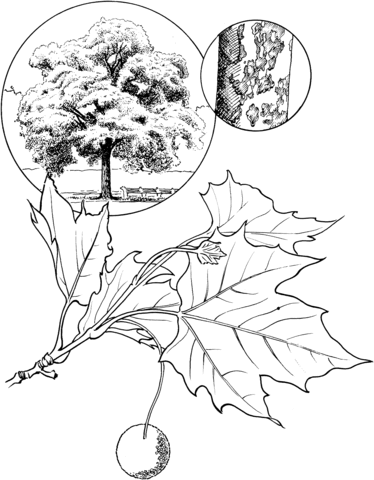 374x480 American Sycamore Tree Coloring Page Free Printable Coloring Pages