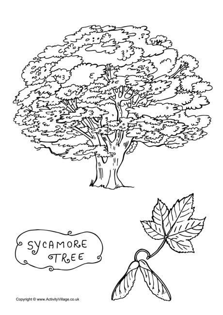 460x650 Sycamore Tree Colouring Page All Those Secrets Of The World