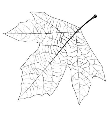 380x400 Sycamore Leaf Tattoos And Piercings Leaves And Tattoo