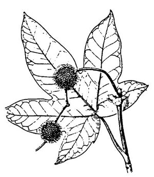 300x345 California Sycamore