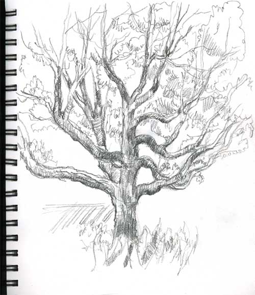 Sycamore Tree Drawing at GetDrawings | Free download
